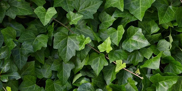30種園藝植物大挑戰：即使是園藝高手，也未必能認出23種！