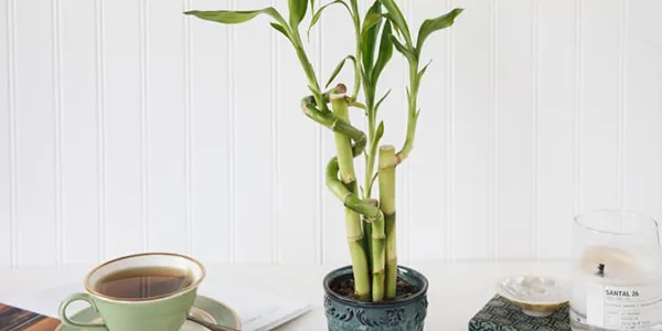 30種園藝植物大挑戰:即使是園藝高手,也未必能認出23種!