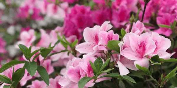 【台灣常見花卉大考驗】重溫四季花香！測試您的花草知識 20 題