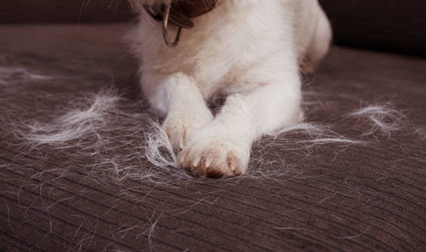 What simple kitchen item was famously used to clear stubborn pet hair off upholstered sofas and armchairs in seconds?