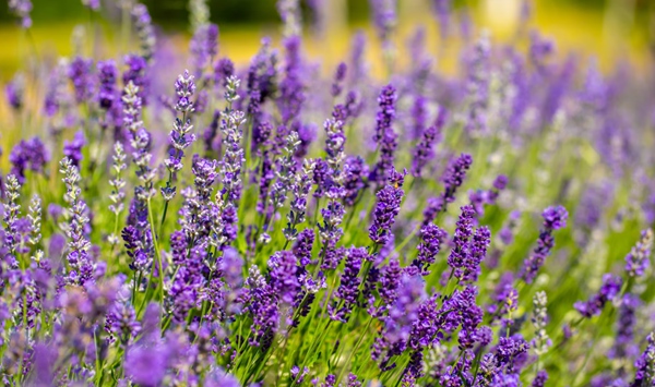 With delicate, umbrella-like clusters of purple blossoms, which fragrant Mediterranean herb is a favorite attraction for butterflies and bees in backyard gardens?