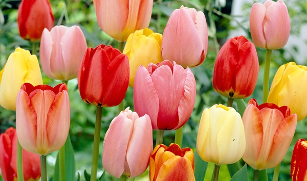One of the world's most popular garden flowers, with over 3,000 registered varieties and 150 species, this spring bulb comes in nearly every color imaginable-from classic red and yellow to exotic 
