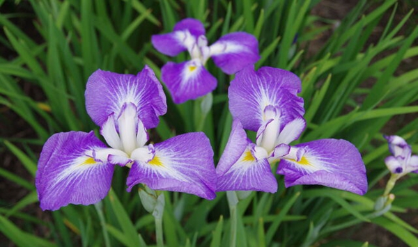 「この花、何だっけ…？」あなたの脳年齢をチェックする15の花クイズ Question 12
