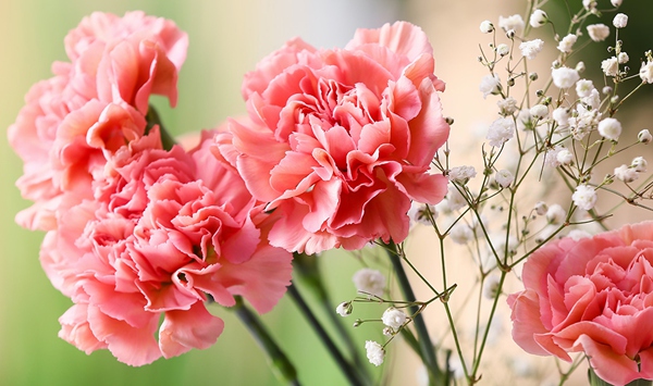 Often given as a symbol of love, admiration, and distinction, this ruffled flower is one of the world's oldest cultivated blossoms and comes in nearly every color except true blue. What is it?
