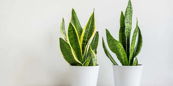30種園藝植物大挑戰:即使是園藝高手,也未必能認出23種!