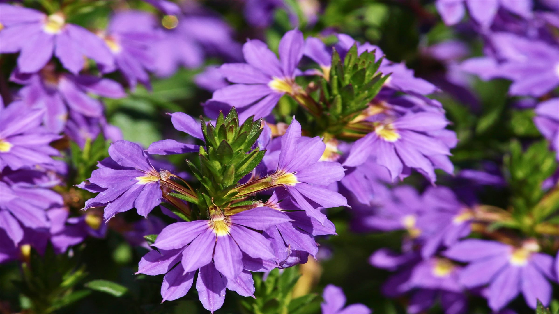 8 Plants for a Gorgeous Patio Retreat