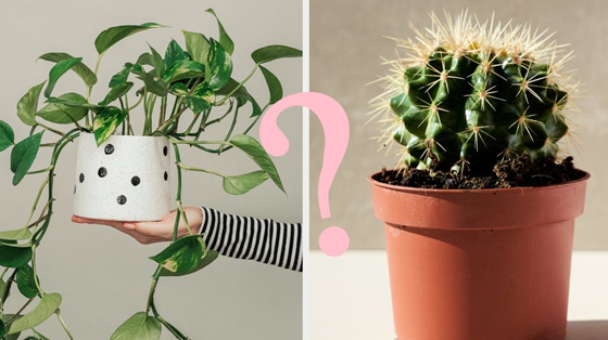 This Personality Quiz Will Reveal What Type Of Plant You Are