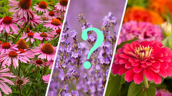 What Bee-Friendly Bloom Matches Your vibe? Take the Quiz!