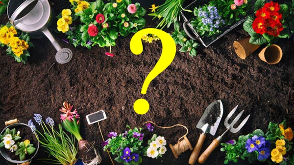 What to Plant in Your Garden? Let's find Out!