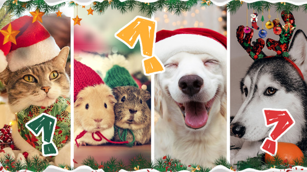 🎄🎄Which Christmas Animal Are You?